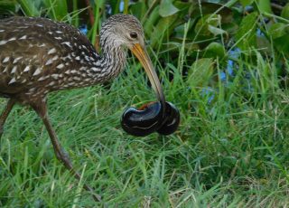Limpkin Double-Dips At La Chua Trail, Grabs Two Snails At Once