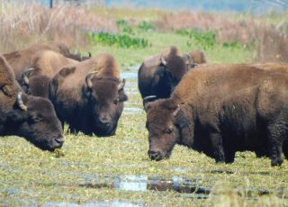 Bison Declare Muddy Bolen Bluff Trail “Off Limits”