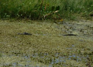 Gator (Mostly) Hides Under Vegetation At Sweetwater Wetlands
