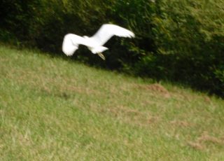 Egret flyng away at Payne’s Prairie