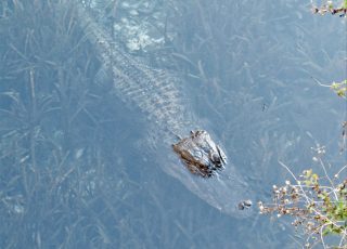 Alligator Underwater At Silver Springs, Viewed From Boardwalk