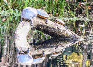 Trio Of Yellow Belly Turtles On A Bent Tree At Silver Springs