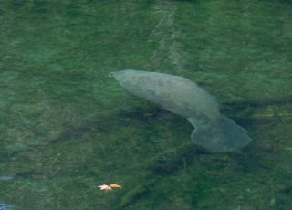 Manatee Explores Underwater At Blue Springs State Park