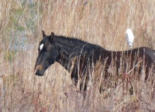 Wild Horses Grazing At Paynes Prairie Wetland