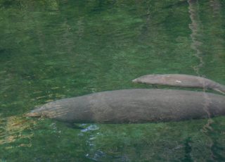 Mother Manatee With Her Calf At Blue Springs State Park