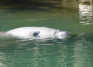 Manatee Comes Up For Air While Visiting Blue Spring State Park