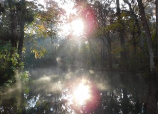 Foggy Early Morning Sun At Silver Springs