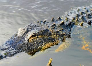 Alligator Swimming At Lake Apopka Wildlife Drive