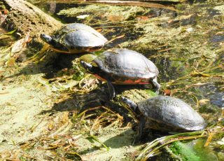 Trio Of Turtle Sunning At Silver Springs