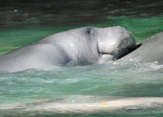 Manatees Staying Warm At Blue Springs State Park