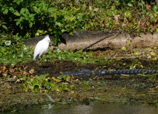 Young Gator and Egret Enjoying The Sun On A Cold Day At Silver Springs