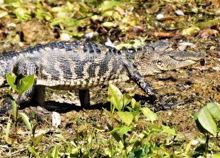 Young Gator Taking A Walk At Silver Springs