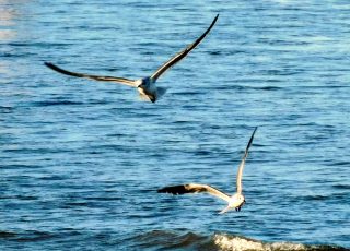 Seagulls Flying Above The Ocean At Daytona Beach