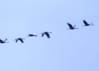 Flock of Birds Migrating From Paynes Prairie
