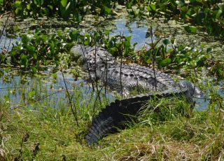 Alligator Curled Up At Sweetwater Wetlands