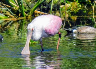 Spoonbill And Friends At Sweetwater Wetlands