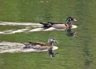 Pair Of Ducks Swimming At Paynes Prairie