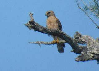 Red Shoulder Hawk Enjoys A Bird’s Eye View Of Silver Springs