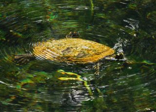 Yellow Bellied Turtle Swimming Underwater At Silver Springs