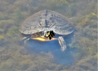 Yellow Belly Slider Turtle Swimming Under Water At Sweetwater Wetlands