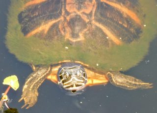 Yellow Belly Turtle Swimming At Paynes Prairie Wetland