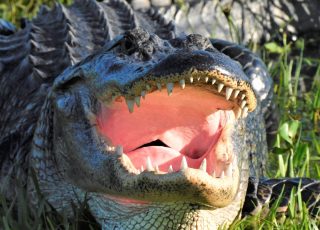 Gator Shows Of His Teeth At Paynes Prairie