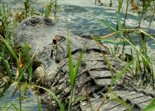 Alligator Watching Over Wetlands At Lake Apopka North Shore
