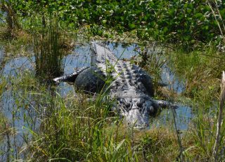 Alligator Sunning Behind Tall Grass At Sweetwater Wetlands