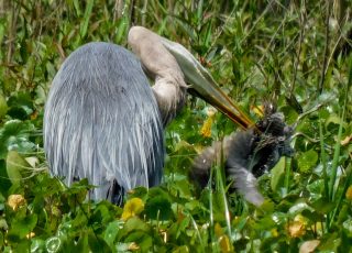 Great Blue Heron’s Lunch Puts Up Quite A Fight
