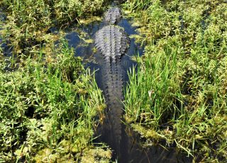 Paynes Prairie Gator Shows Off His Tail Surrounded By Wetland Grass