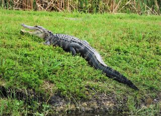 10-Foot Gator Sunning At Lake Apopka