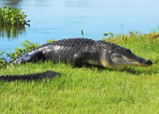 Gator Walks Out Of Water At LaChua Trail