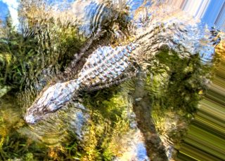 Gator Swims Amid Reflections In Water
