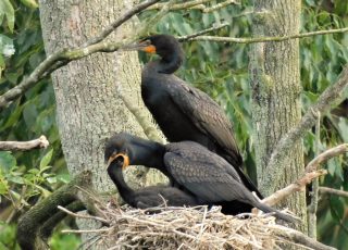 Cormorant Feeds Its Child Nesting At Silver Springs