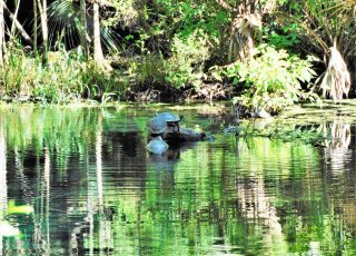 Turtles Share A Tree Stump Amid Reflections Of Forest At Silver Springs