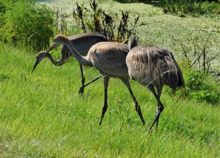 Sandhill Cranes Wandering Around Sweetwater Wetlands