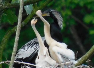 Anhinga Feeds His Young At Silver Springs State Park
