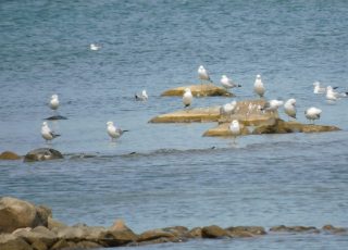 Seagulls On Lake Huron, Off The Thumb Of Michigan