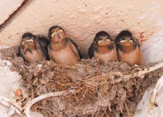 4 Newborn Birds In A Nest, San Miguel De Allende, Mexico