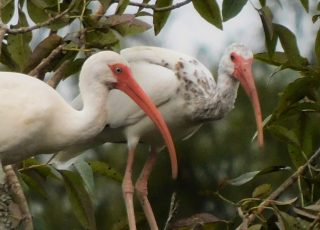 Pair Of Ibis In A Tree At Silver Springs