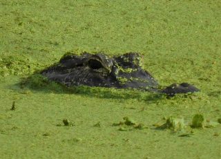 Gator Pokes His Head Through Algae At Sweetwater Wetlands