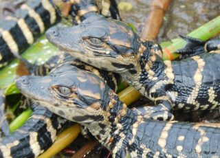Newly Hatched Baby Alligators At Sweetwater Wetlands Park