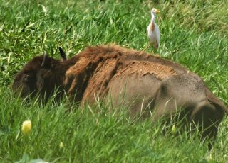 Egret Catches A Ride On A Bison At  LaChua Trail
