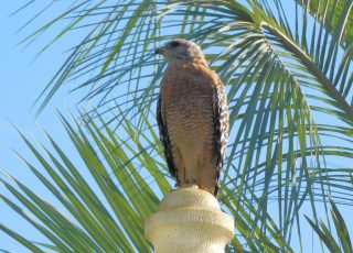 Hawk Poses On Antique-Style Lamp At Silver Springs State Park