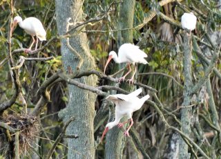 Ibis Fill A Tree On The Silver River