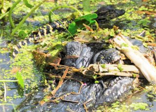 Baby Gator Crawls Onto Mama’s Head At Sweetwater Wetlands Park