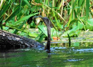 Anhinga Catches A Fish At Silver Springs State Park