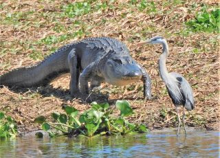 Heron Watches As Gator Walks Into Water At La Chua Trail