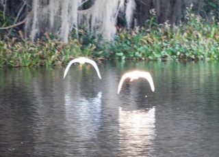 Pair Of Egrets Flying At Paynes Prairie State Park