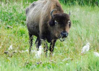 Birds Watch Bison Grazing At Payne’s Prairie